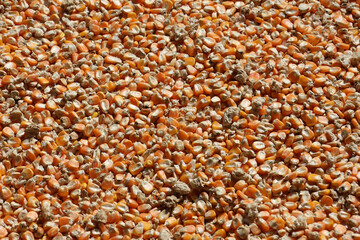 Yellow corn grain background with dry kernel detail. An abundant harvest of organic food seed for agriculture, showing raw ingredient texture and natural nutrition