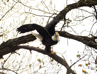 Action Shot of Bald Eagle (Haliaeetus leucocephalus)  Poised for Launch with Intense Gaze