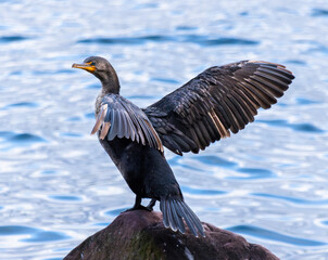 Close Up Double-crested Cormorant (Nannopterum auritum) Standing With Wings Spread on Coastal Rock