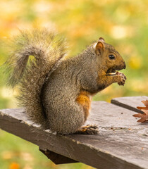 Close Up Fox Squirrel Eating Nut on Park Bench