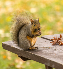 Obraz premium Close Up Of Fox Squirrel On Park Bench Eating Acorn During Fall