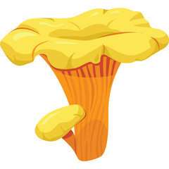 Bright Yellow Chanterelle Mushroom with Orange Stem and Small Bud Isolated on White Background