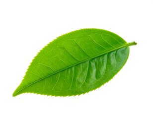 Close-up of a vibrant, green, pointed, oval-shaped leaf against white background