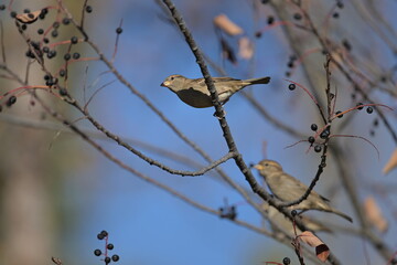 bird on a branch,  Canada, Alberta, nature, wild, ,season, 