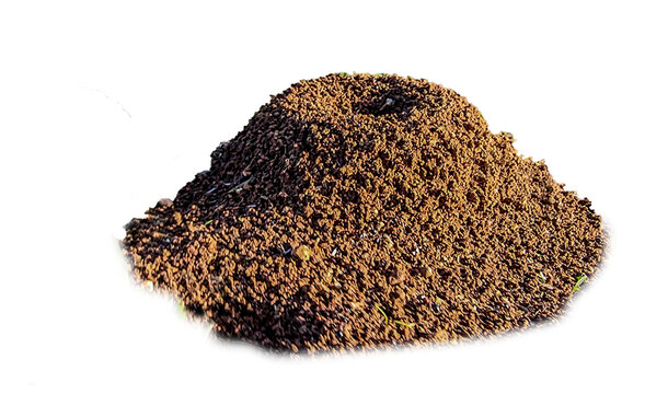 ants nest hill of soil after rain