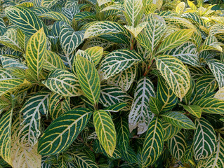 green leaves background