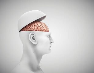 Human head model with open skull revealing an intricate brain structure showcasing neurological features and scientific discovery