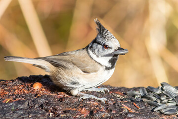 The Crested Tit (Grenadier) is a small songbird of the tit family that sits on the bark of a tree.