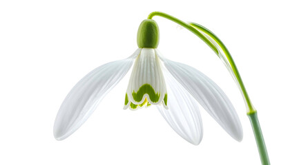Close-up of a single snowdrop flower with white petals and green accents against a black background