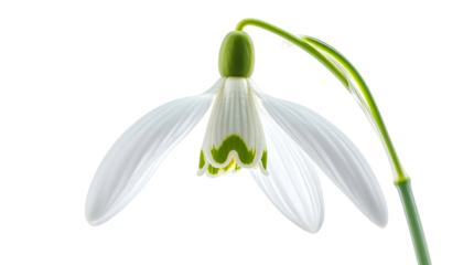Close-up of a single snowdrop flower with white petals and green accents against a black background