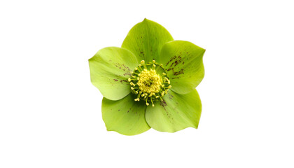 Isolated close-up of a vibrant green hellebore flower with yellow stamens