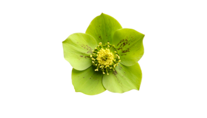 Isolated close-up of a vibrant green hellebore flower with yellow stamens