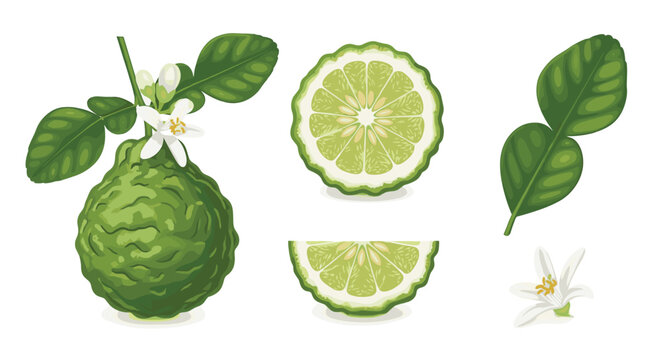 Fresh Kaffir lime (makrut lime, bergamot) fruit, slices, leaves, and blossoms arranged on a clean white background.