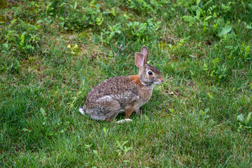 Cute Rabbit Sitting on Green Grass in a Sunny Garden During Spring