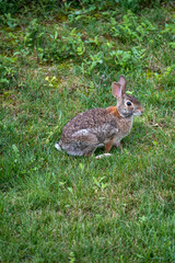 Cute Rabbit Sitting on Green Grass in a Sunny Garden During Spring