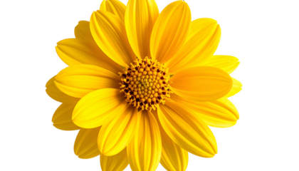 A radiant, fully bloomed yellow flower with a central dark brown disk, cut from background