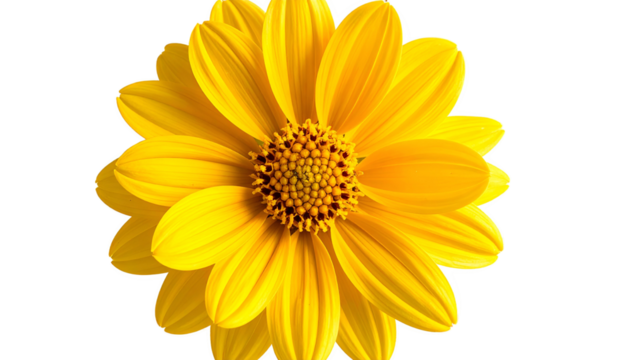 A radiant, fully bloomed yellow flower with a central dark brown disk, cut from background