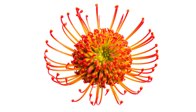Overhead view of a unique, vibrant flower with radiating orange filaments against black