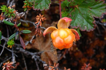  Ripe, bright orange-yellow fruits of the northern cloudberry plant in the autumn polar tundra. Food, sweet berries, amber.