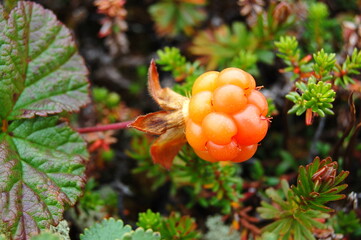  Ripe, bright orange-yellow fruits of the northern cloudberry plant in the autumn polar tundra. Food, sweet berries, amber.