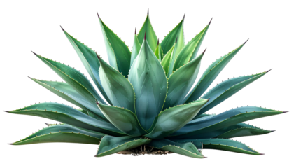 A close-up shot of a vibrant, large, spiky agave plant with sharp leaf tips