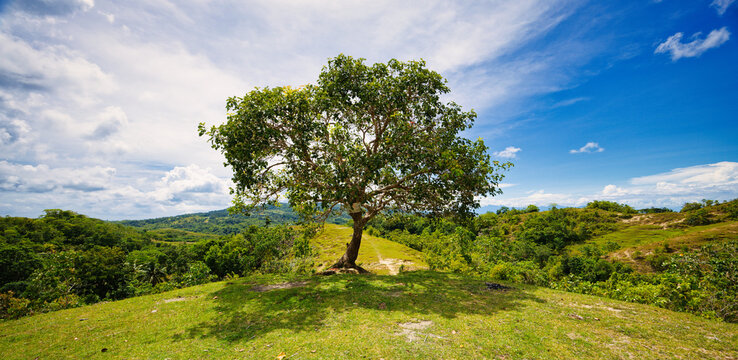 tree in the mountains