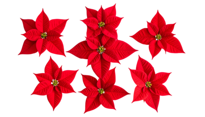 Seven vibrant poinsettia blooms with bright red bracts, set against a black background