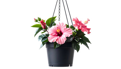 A vibrant pink hibiscus plant blooms in a hanging black pot against a dark background