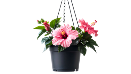 A vibrant pink hibiscus plant blooms in a hanging black pot against a dark background