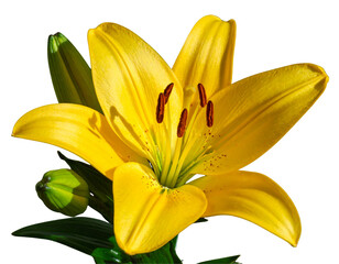  Yellow Lily Bloom with Green Buds &ndash; Soft Botanical Close-Up PNG