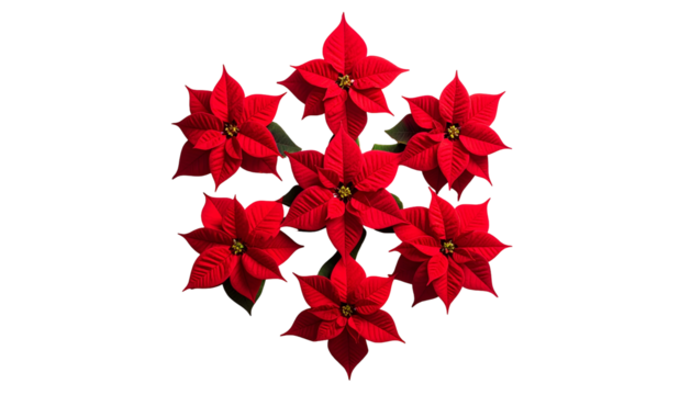 Seven vibrant red poinsettias forming a symmetrical floral arrangement against a stark black backdrop