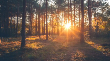 A golden sunset shines through the tall trees of a forest.