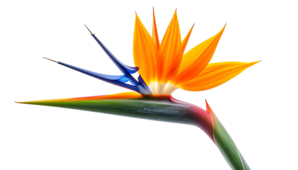 Vibrant closeup of a bird-of-paradise flower, showcasing bright orange and blue petals against black