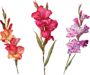 watercolor gladiolus flower clipart for graphic resources