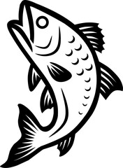 Fototapeta premium vector line art illustration of fish, isolated on white