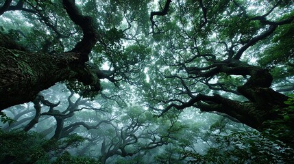 Low angle view of trees with green leaves and misty sky above.