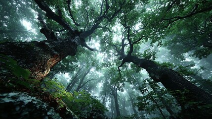 Low angle view of tall trees in a forest with foggy atmosphere.