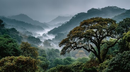 Lush green forest with trees and misty mountains in the background.