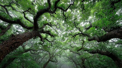 Low angle view of a large tree canopy with green leaves and branches.