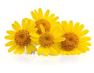 Obraz premium Close-up of four vibrant yellow flowers on a stark white background