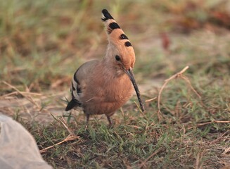 Hoopoe