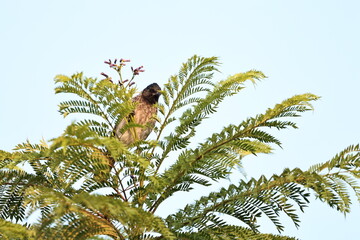 Red vented Bulbul