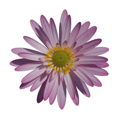 Fototapeta premium Close-Up of Isolated Floral Beauty on White Background. with clipping path. Close-up. Nature