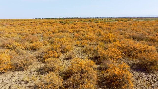 Gobi Desert Poplar Forest
