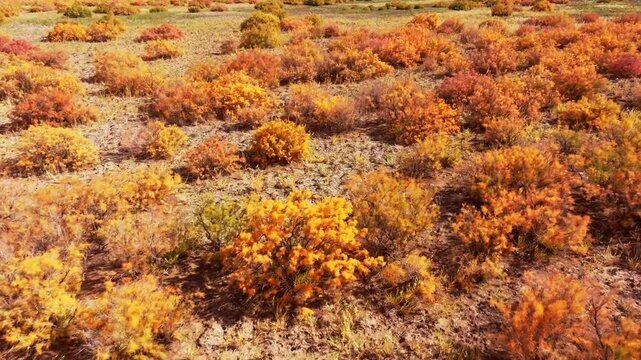 Gobi Desert Poplar Forest
