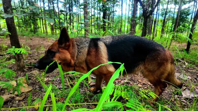K footage of a German Shepherd and a small gray dog happily exploring a lush green forest, capturing joy, companionship, and the freedom of animals in nature. Perfect for documentaries, lifestyle, tra