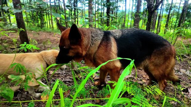 K footage of a German Shepherd and a small gray dog happily exploring a lush green forest, capturing joy, companionship, and the freedom of animals in nature. Perfect for documentaries, lifestyle, tra