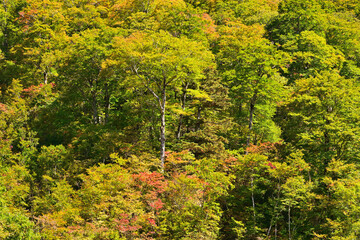 Naklejka premium 白山白川郷ホワイトロードの紅葉