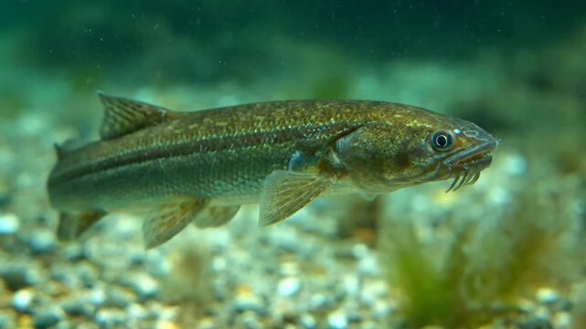 Freshwater Burbot Swimming in Clear Lake Bottom Water with Sandy Substrate and Green Algae with Mottled Brown Skin and Whiskers Fish and Wildlife Underwater Habitat 190 char