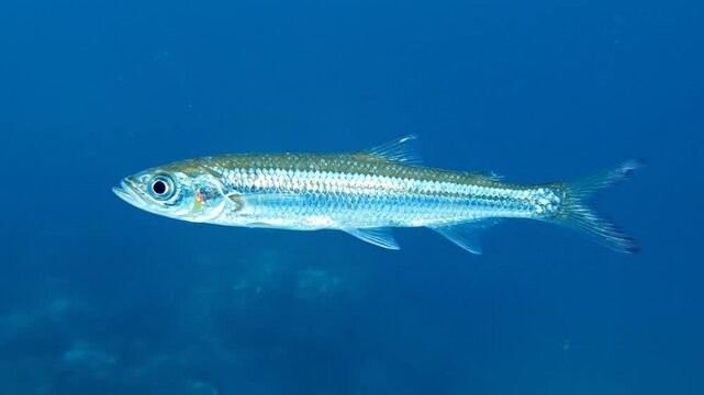 Looping Animated Ladyfish Swimming Motion Background in Deep Blue Sea for Marine Biology and Commercial Visuals Shiny Silver Fish Underwater with Light Reflections